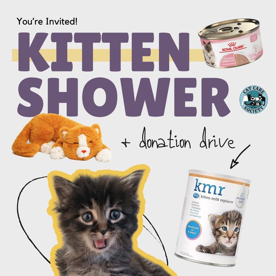Kitten Shower 2024