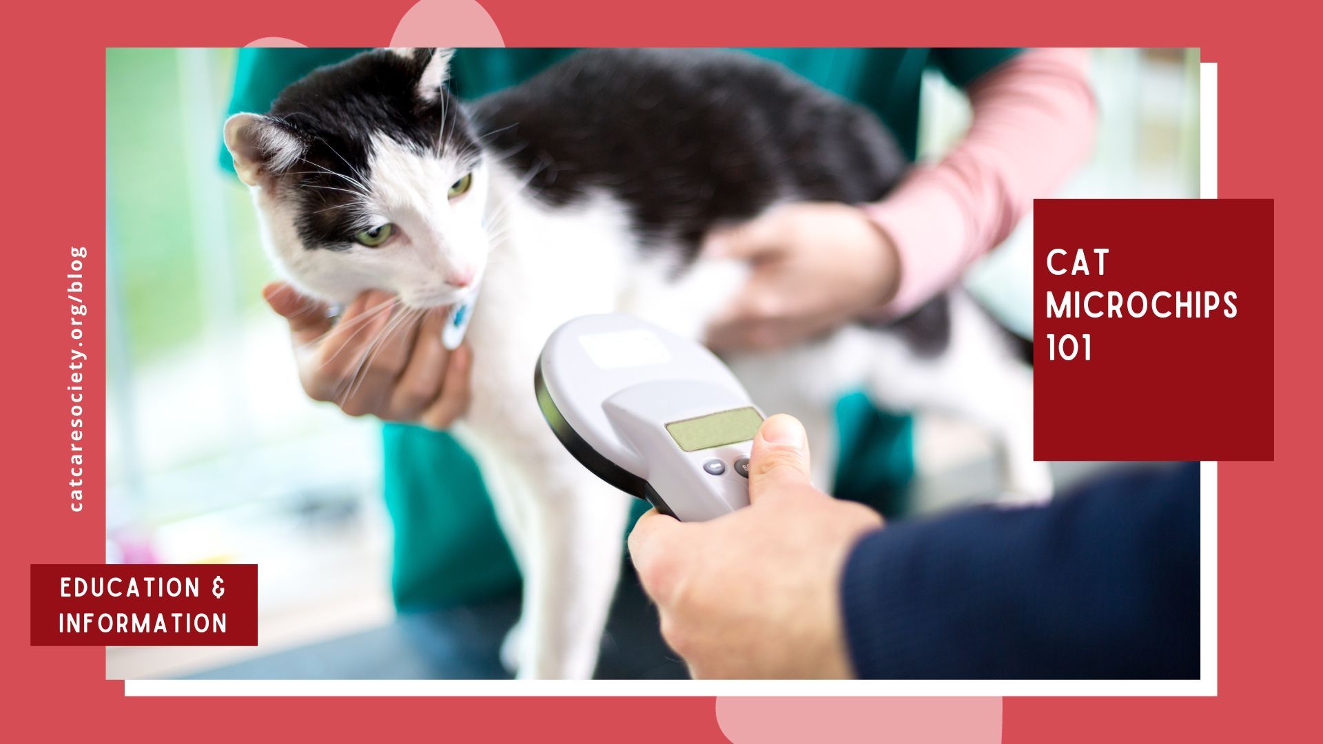 Cat Microchips 101: A Guide to Keeping Your Feline Friend Safe