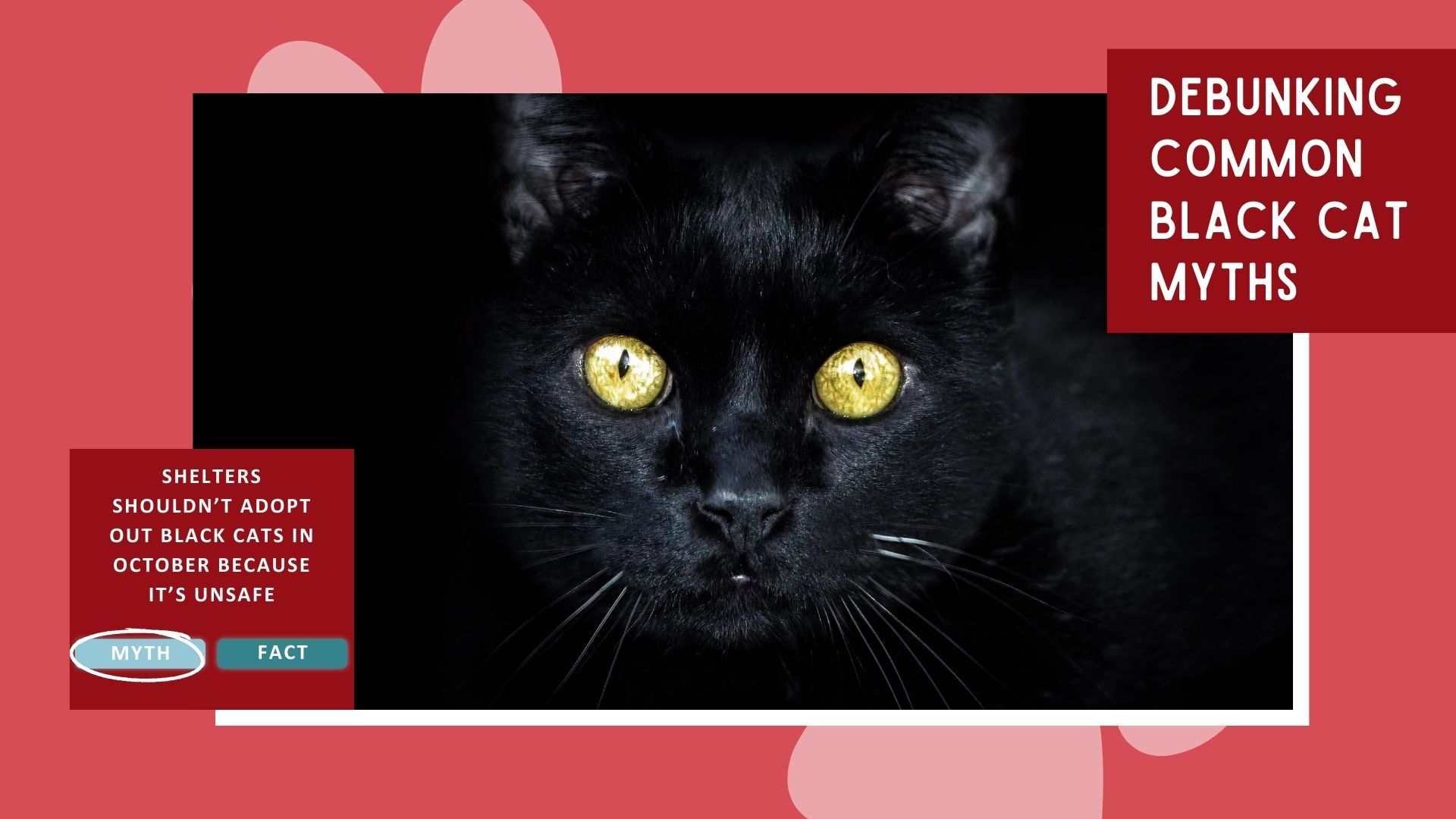 Debunking Common Black Cat Myths