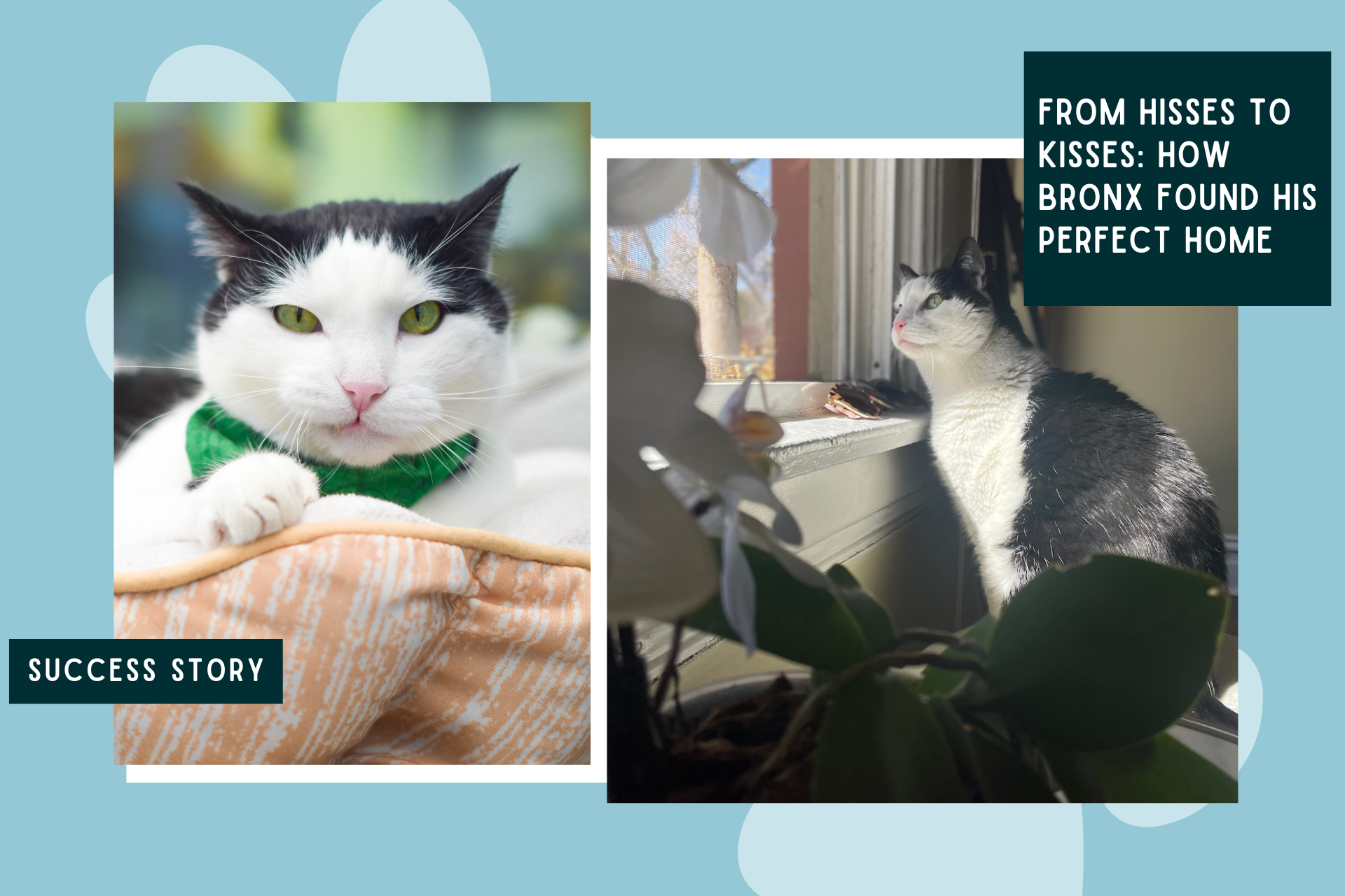 From Hisses to Kisses: How Bronx Found His Perfect Home