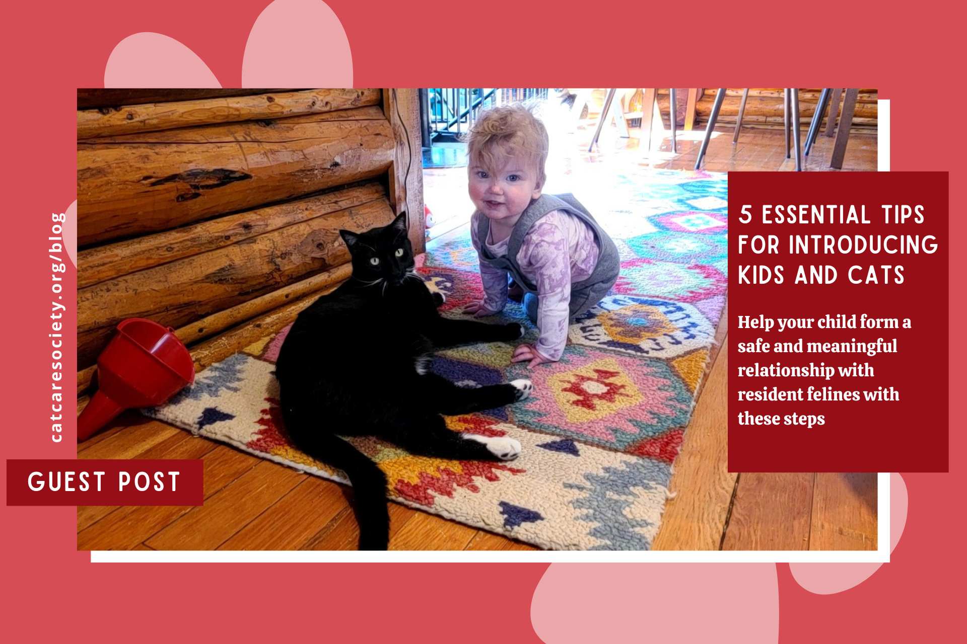 5 Essential Tips for Introducing Children and Cats
