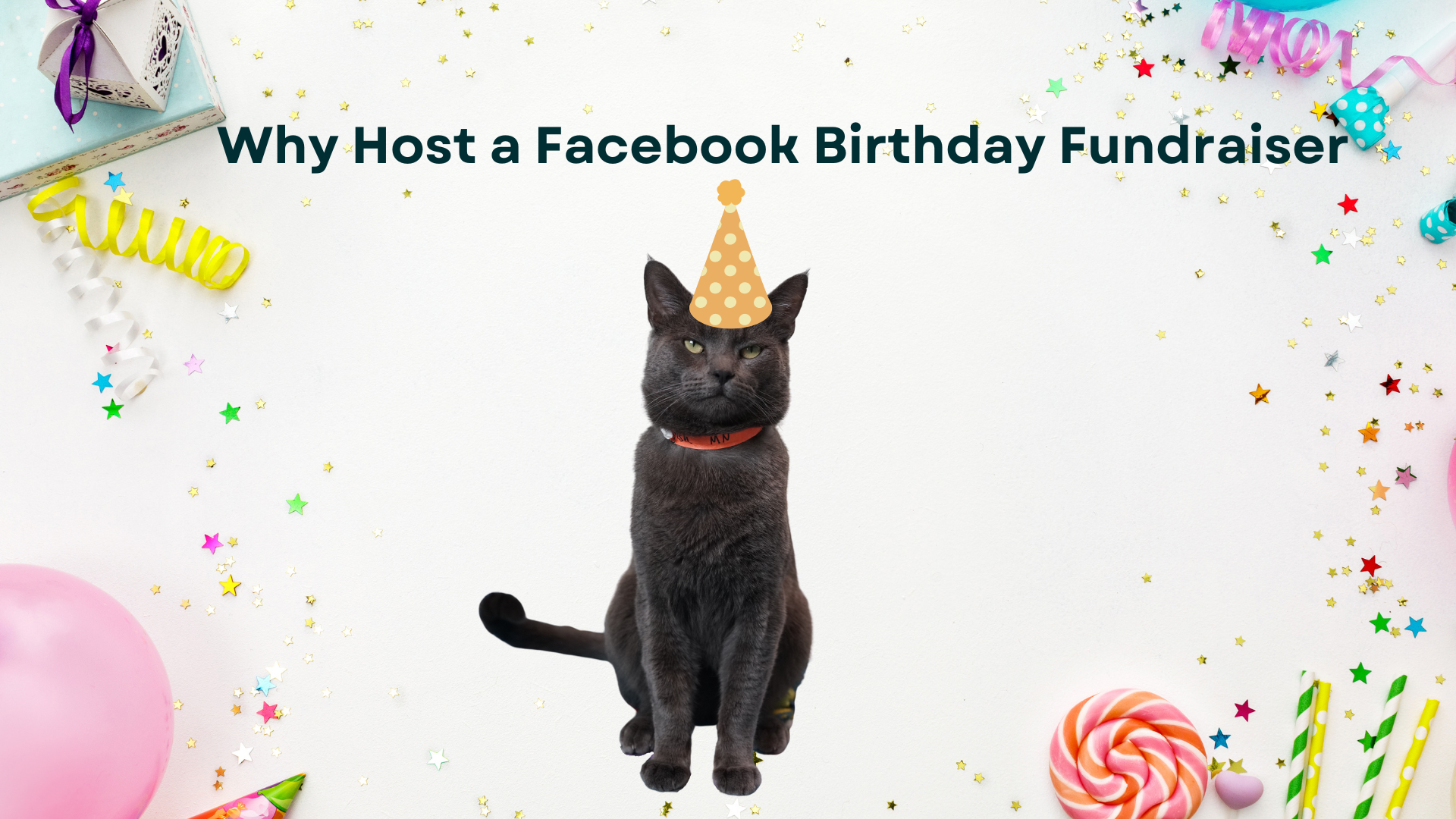 Celebrate Your Birthday with the Cats: Why Host a Facebook Fundraiser