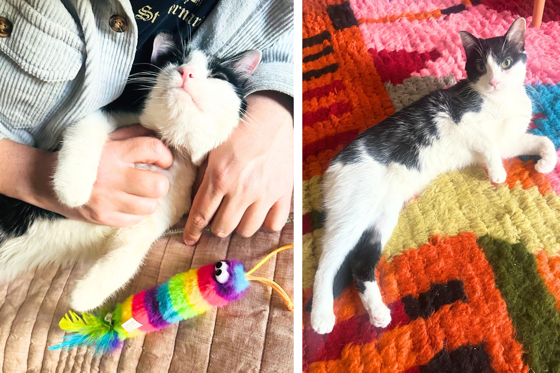 collage of a tabby cat
