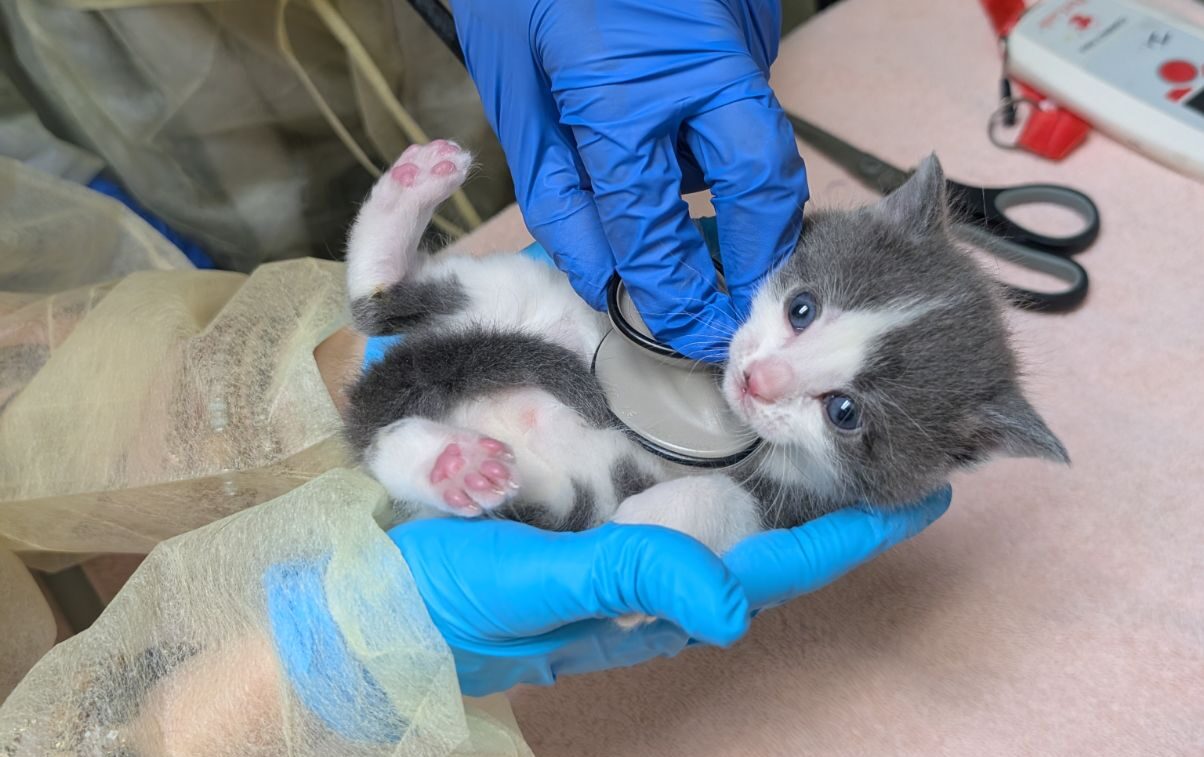 kitten getting their heartbeat checked