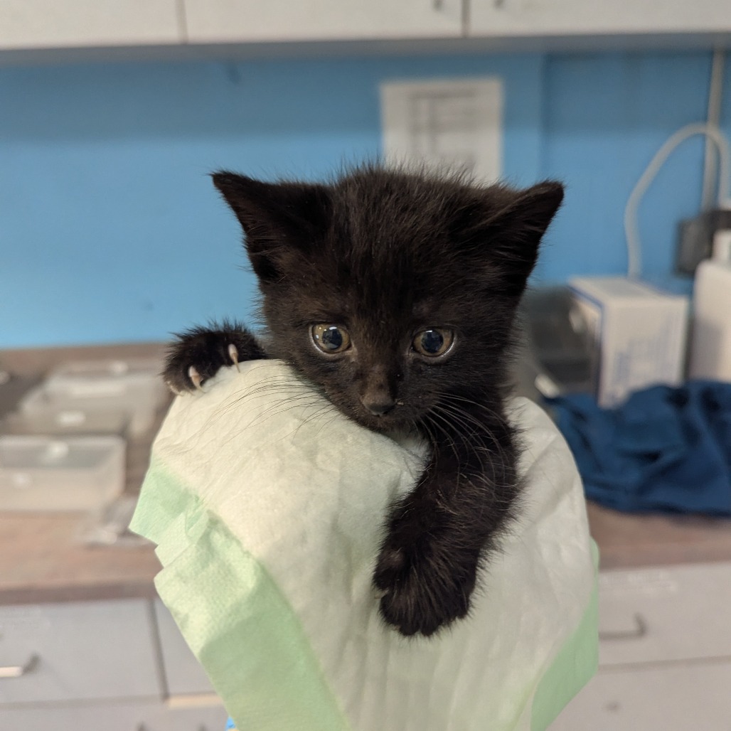 Black kitten looking at camera