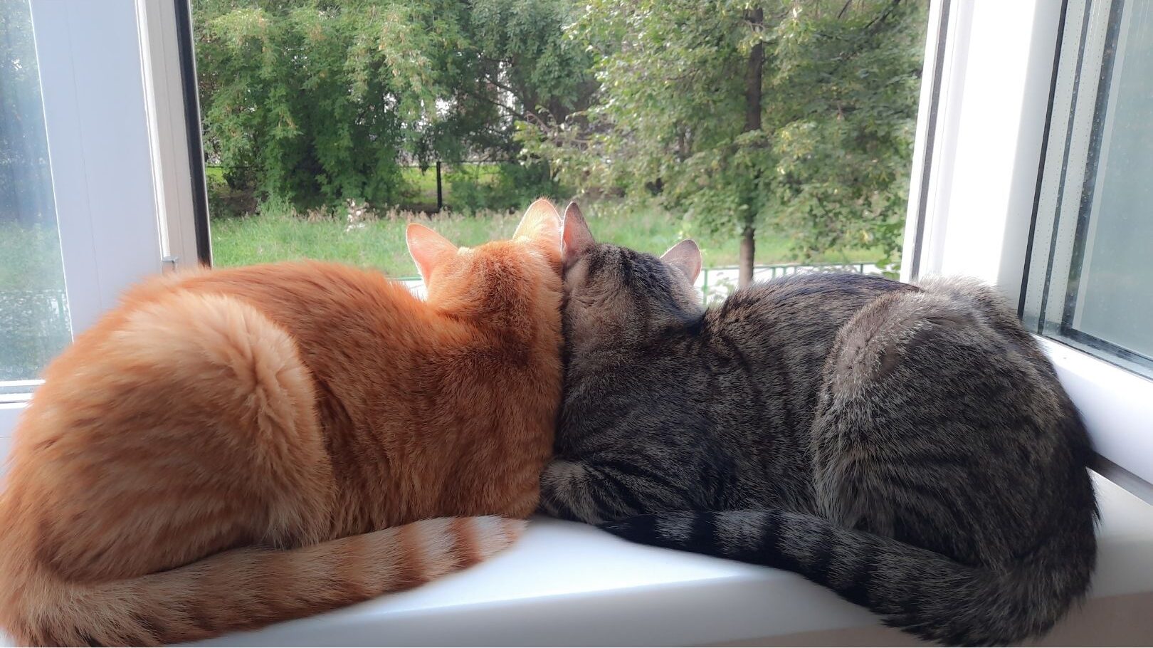 two cats cuddling and looking out the window