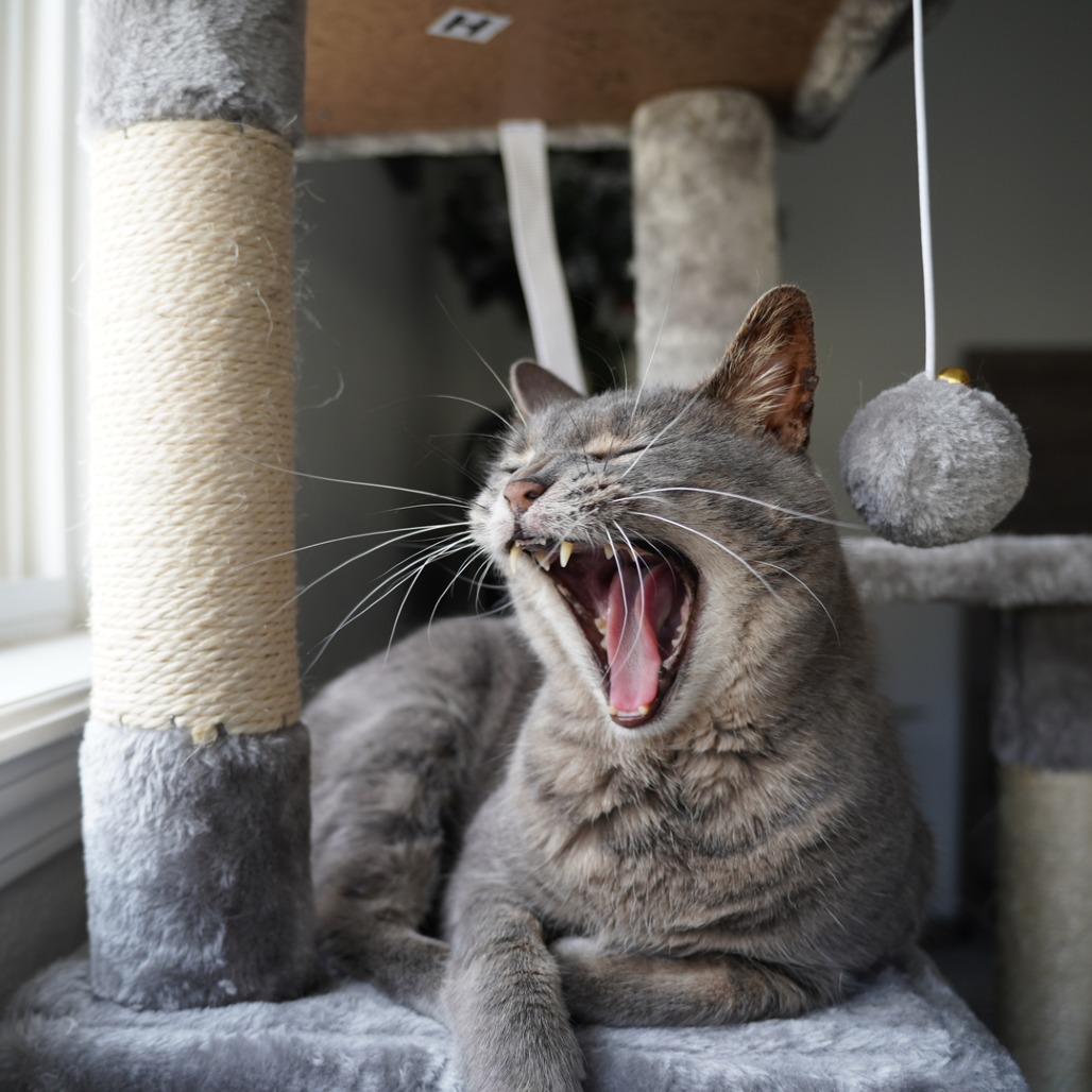 Maggie, a grey cat lays on a cat tour facing the window and opens her mouth in a wide yawn