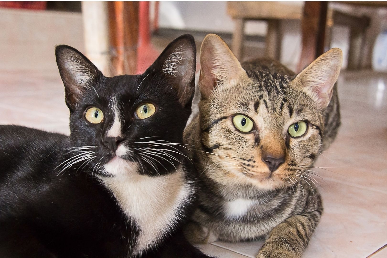 a tuxedo and tabby cat cuddling