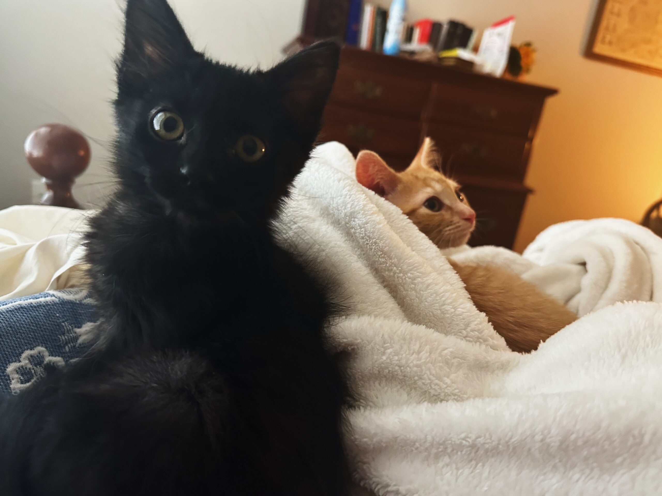 a black and orange kitten lay in bed