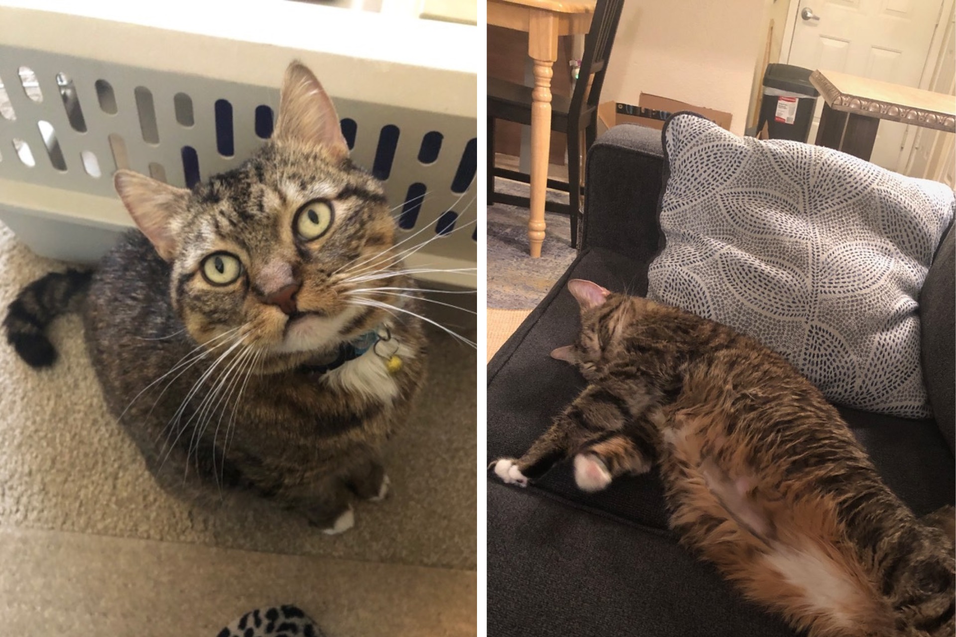 A tabby cat is pictured in her home