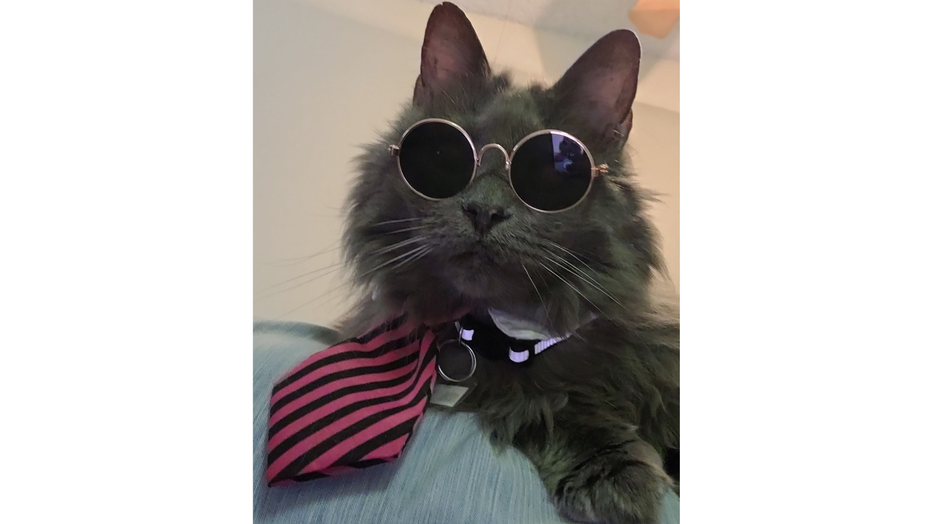 a gray cat wearing sunglasses and a tie