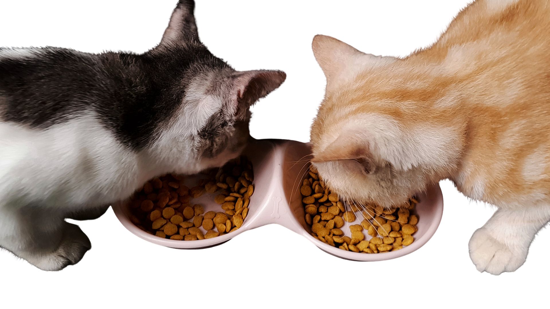 two cats eating cat food