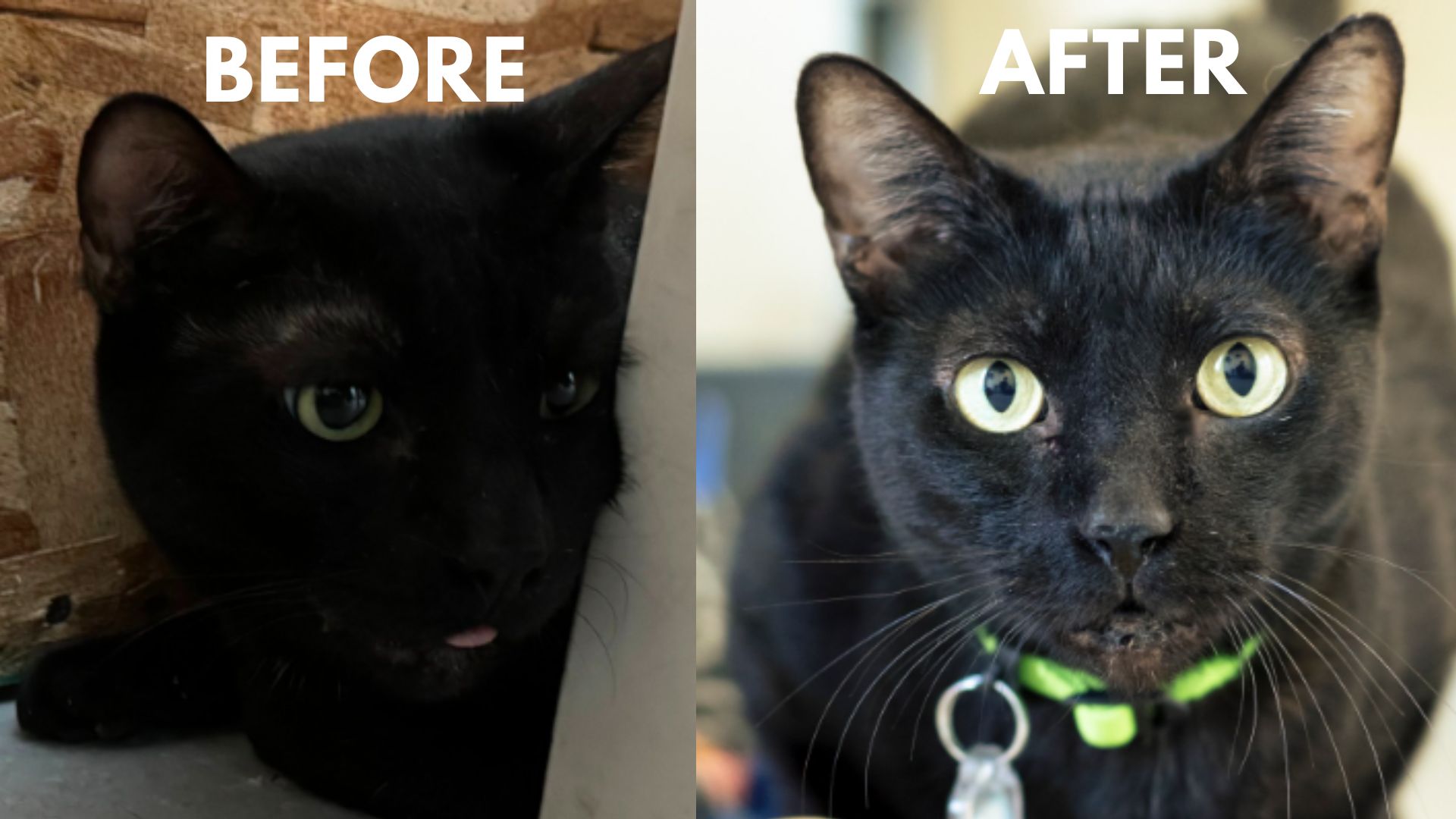 before and after pictures of a black cat