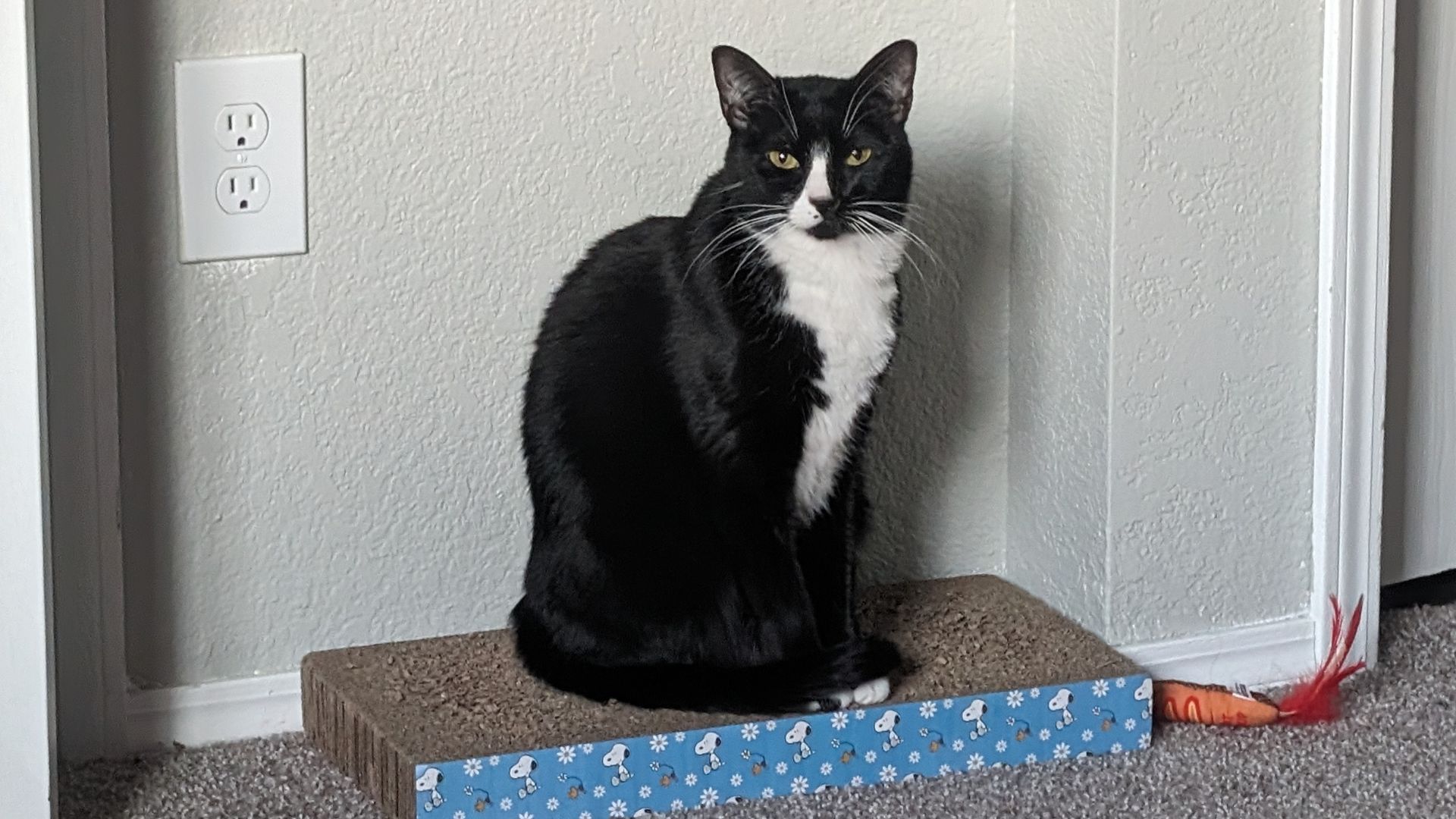 cat on a scratch mat