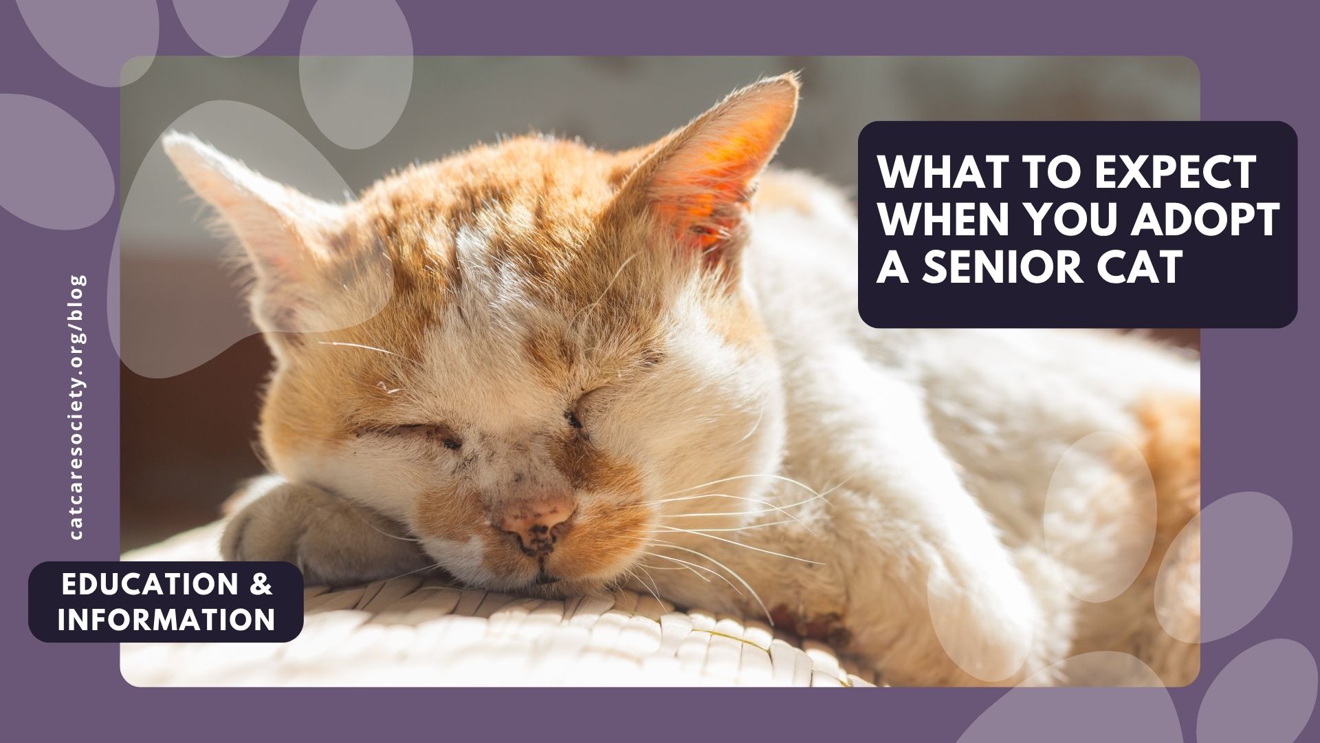 senior orange tabby sleeping