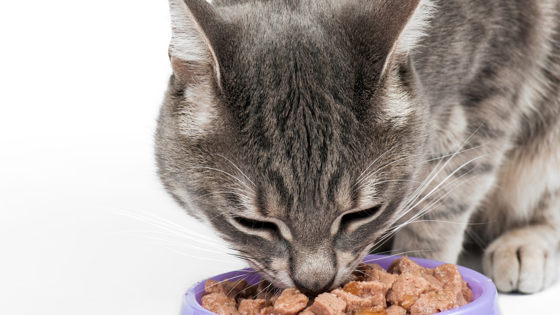 cat eating kibble
