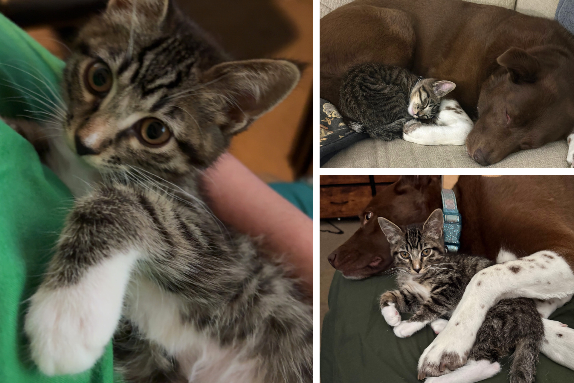 collage of tabby kitten and big dog