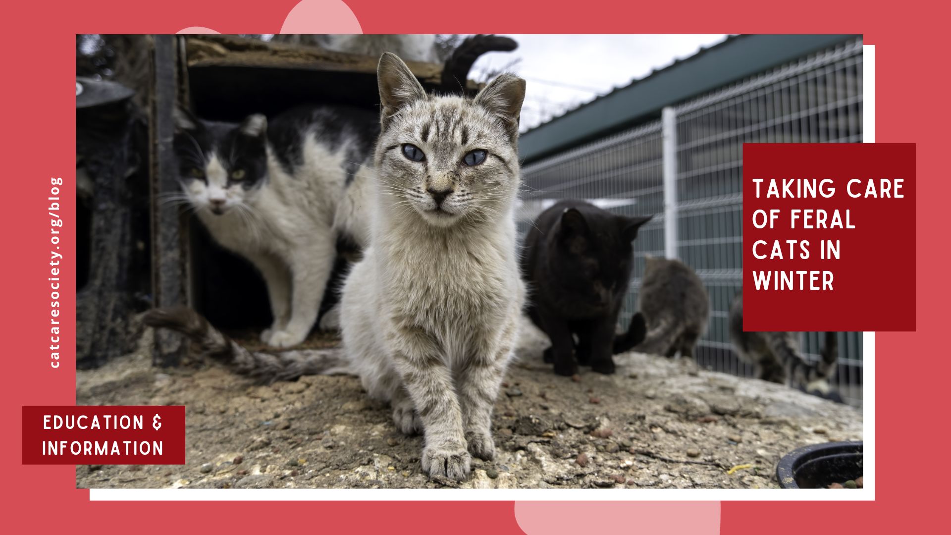 graphic of a photo of feral cats outdoors with text overlay that says Taking Care of Feral Cats in Winter