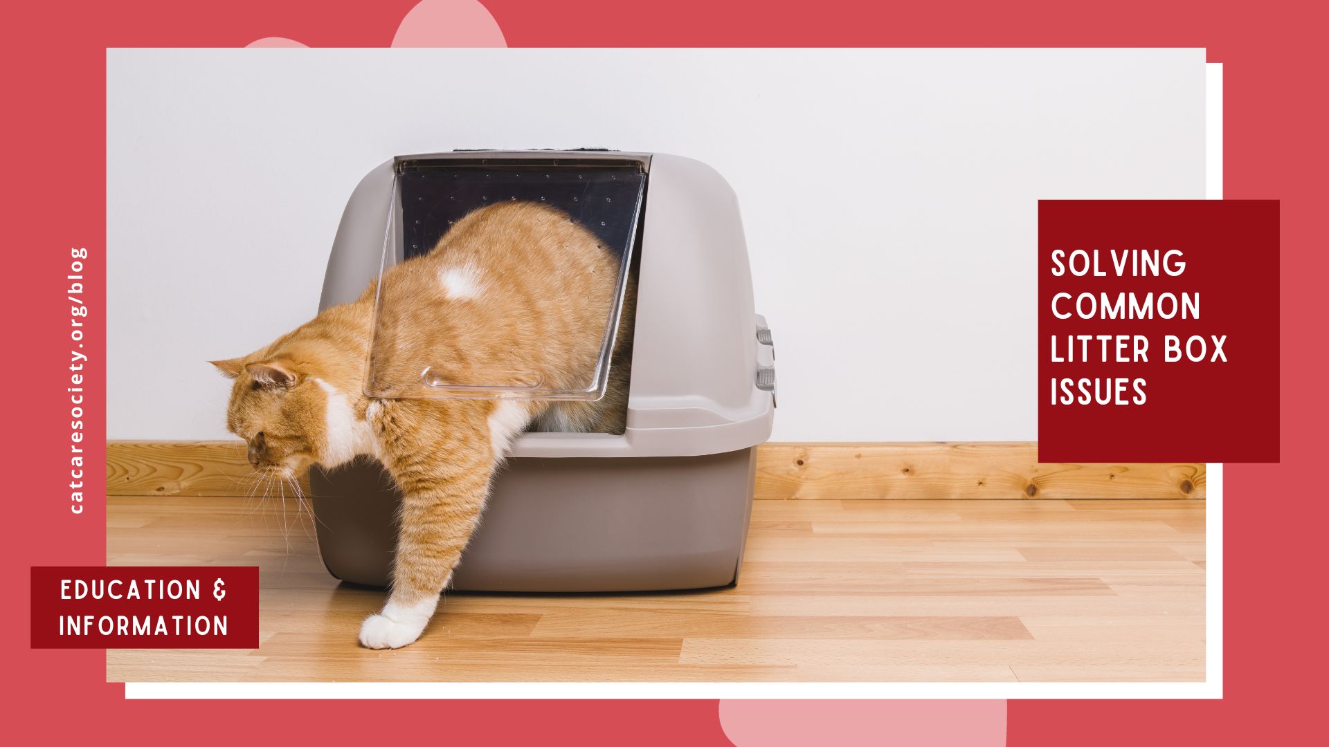 An orange cat walks outside a gray litter box
