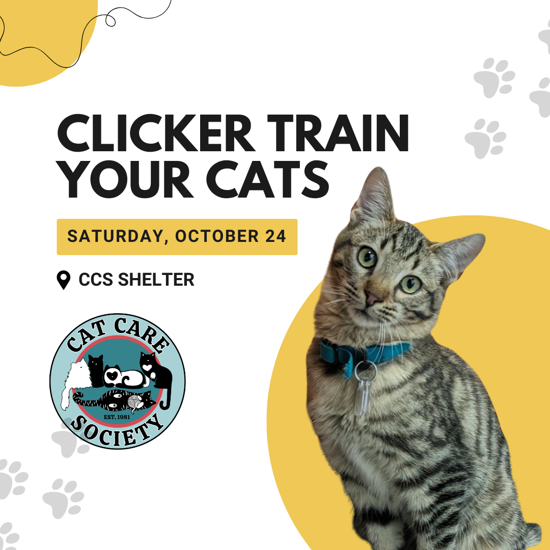 Free Seminar: Clicker Train Your Cats, October 24, 2026