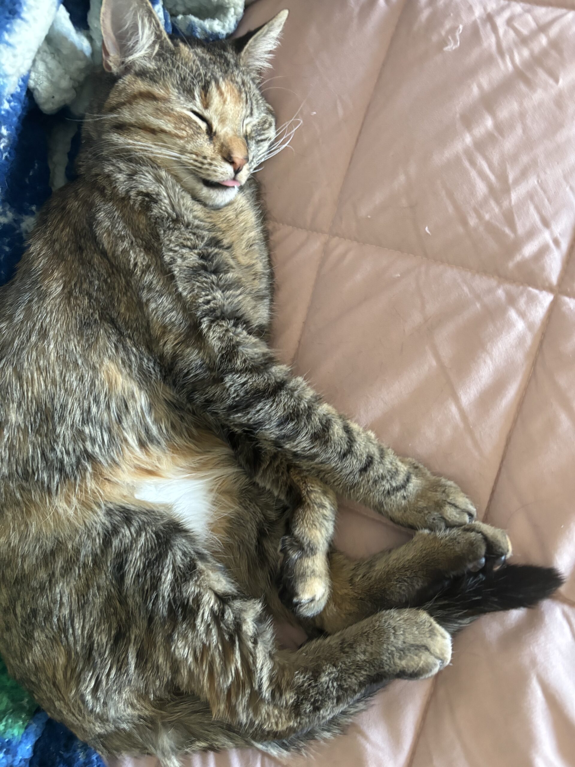 A tabby cat sleeps on a pink blanket