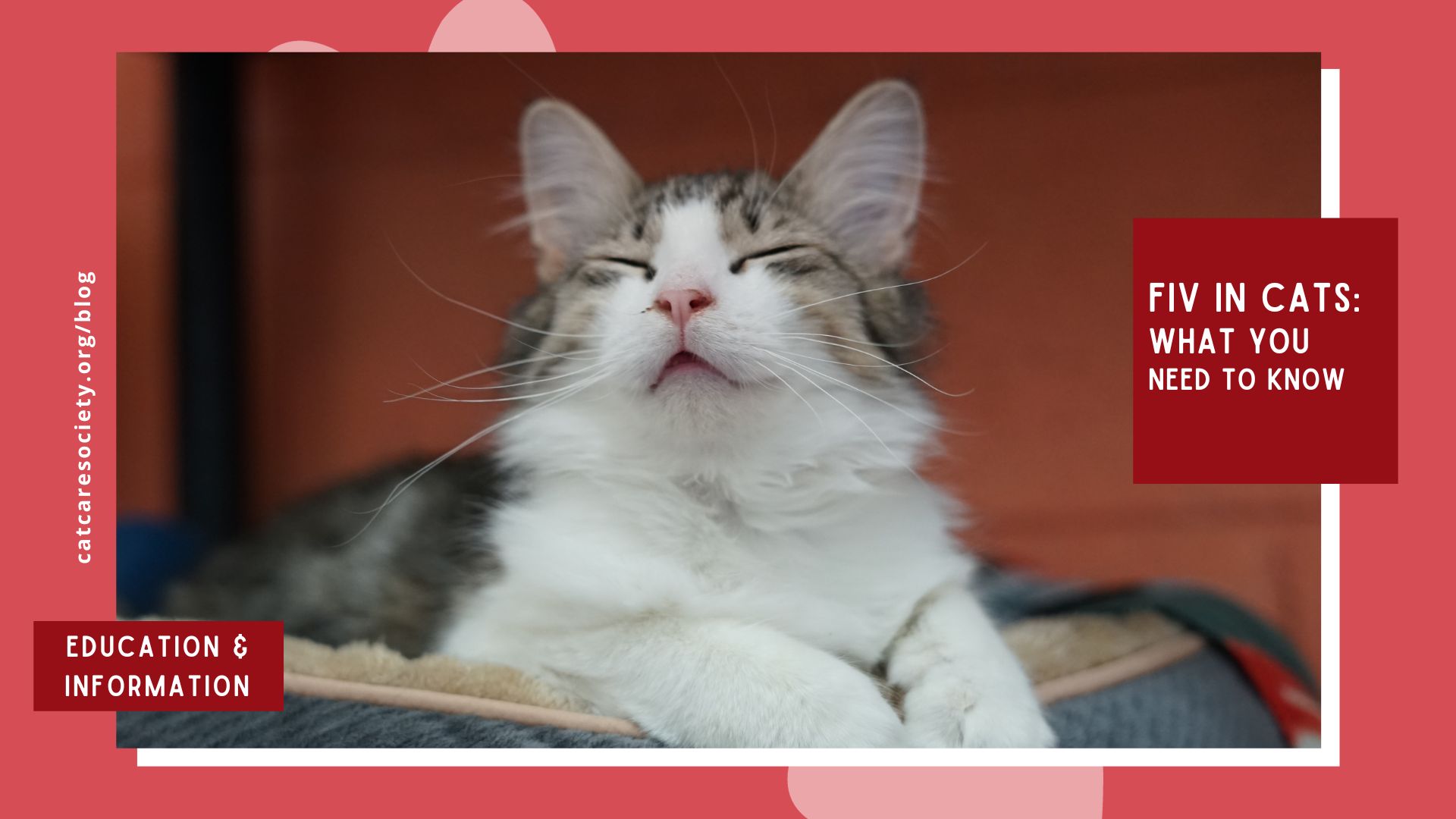 A cat lays down with its eyes closed