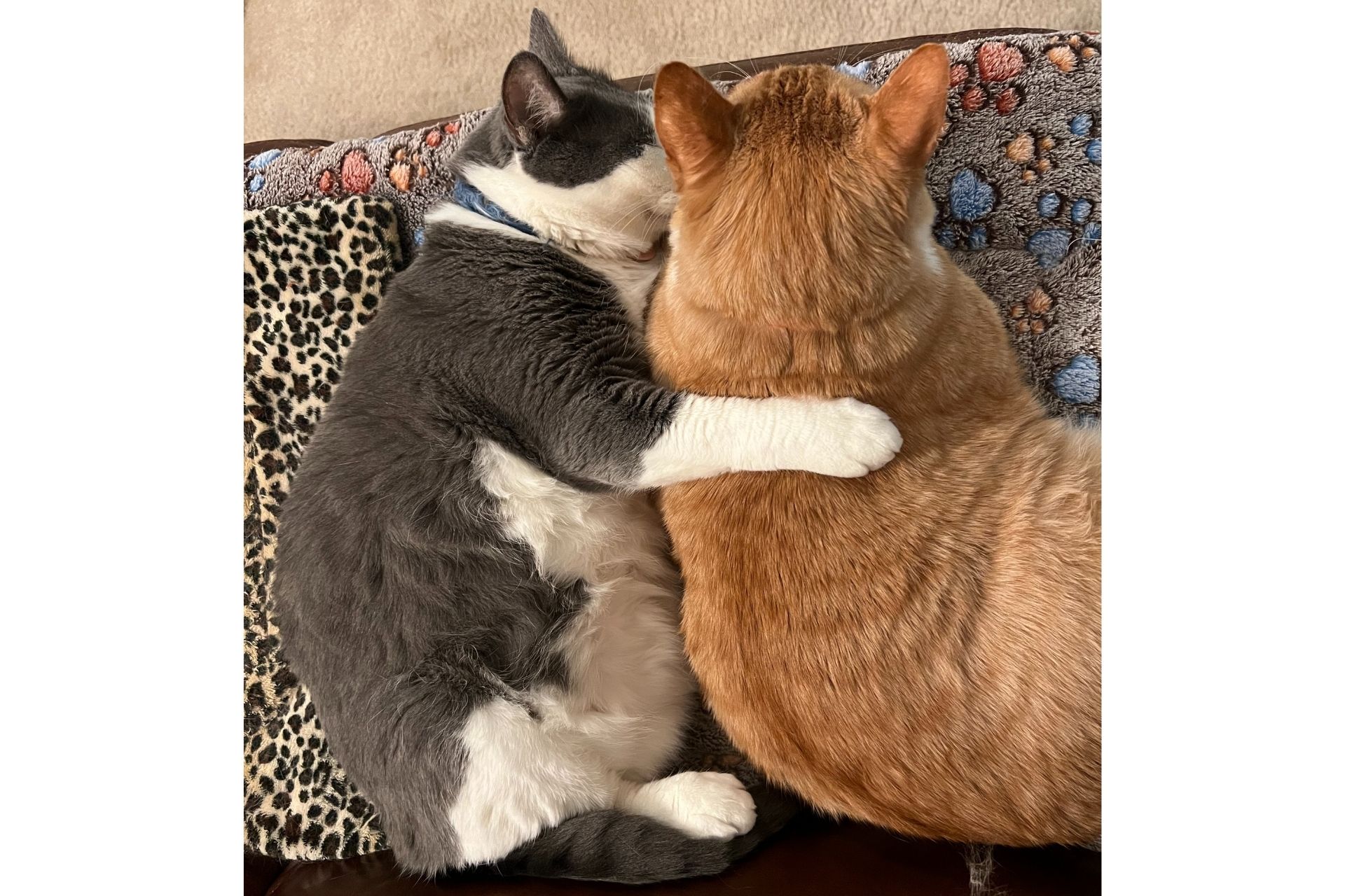 two cats laying together