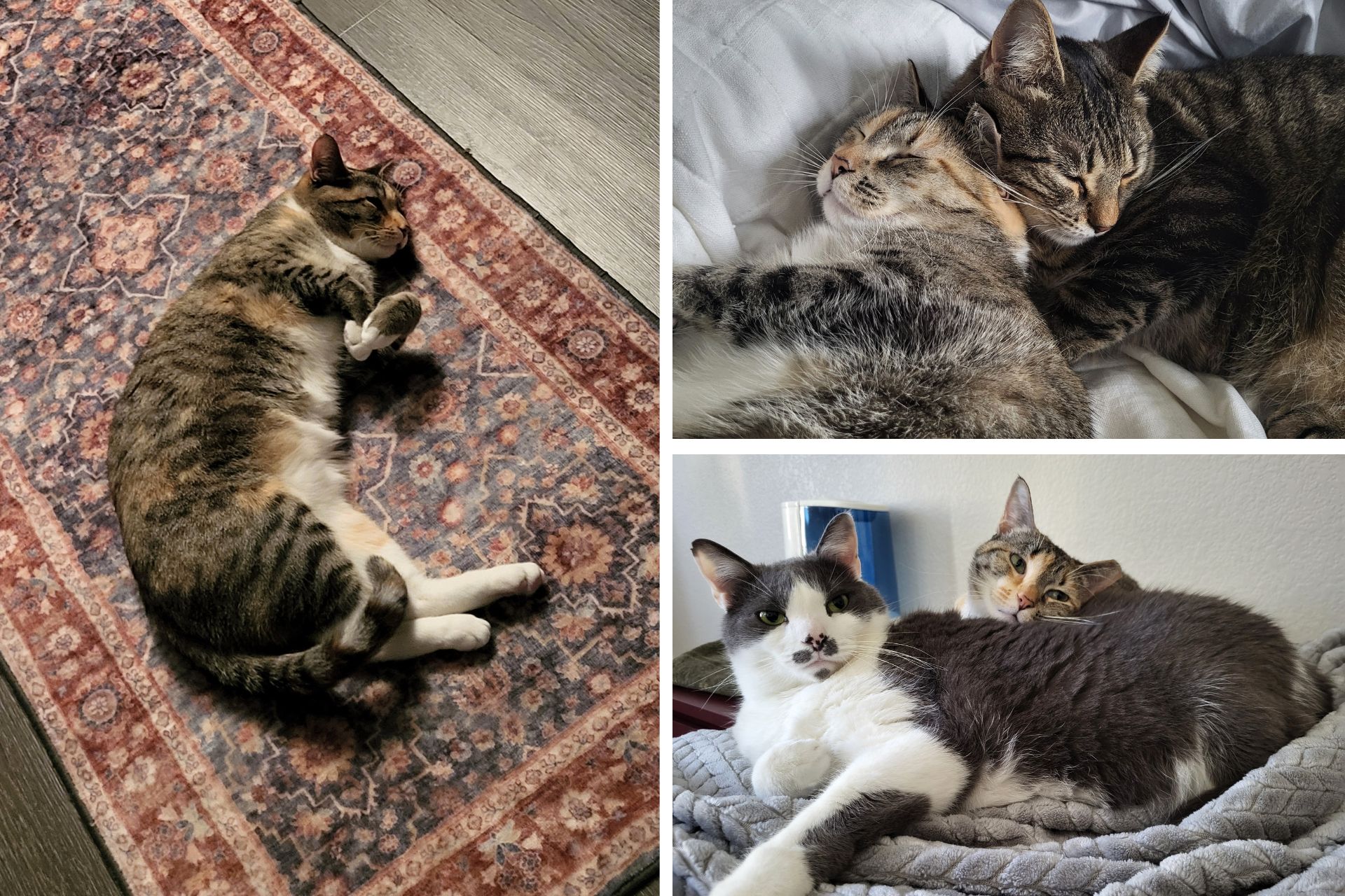collage of tabby cats