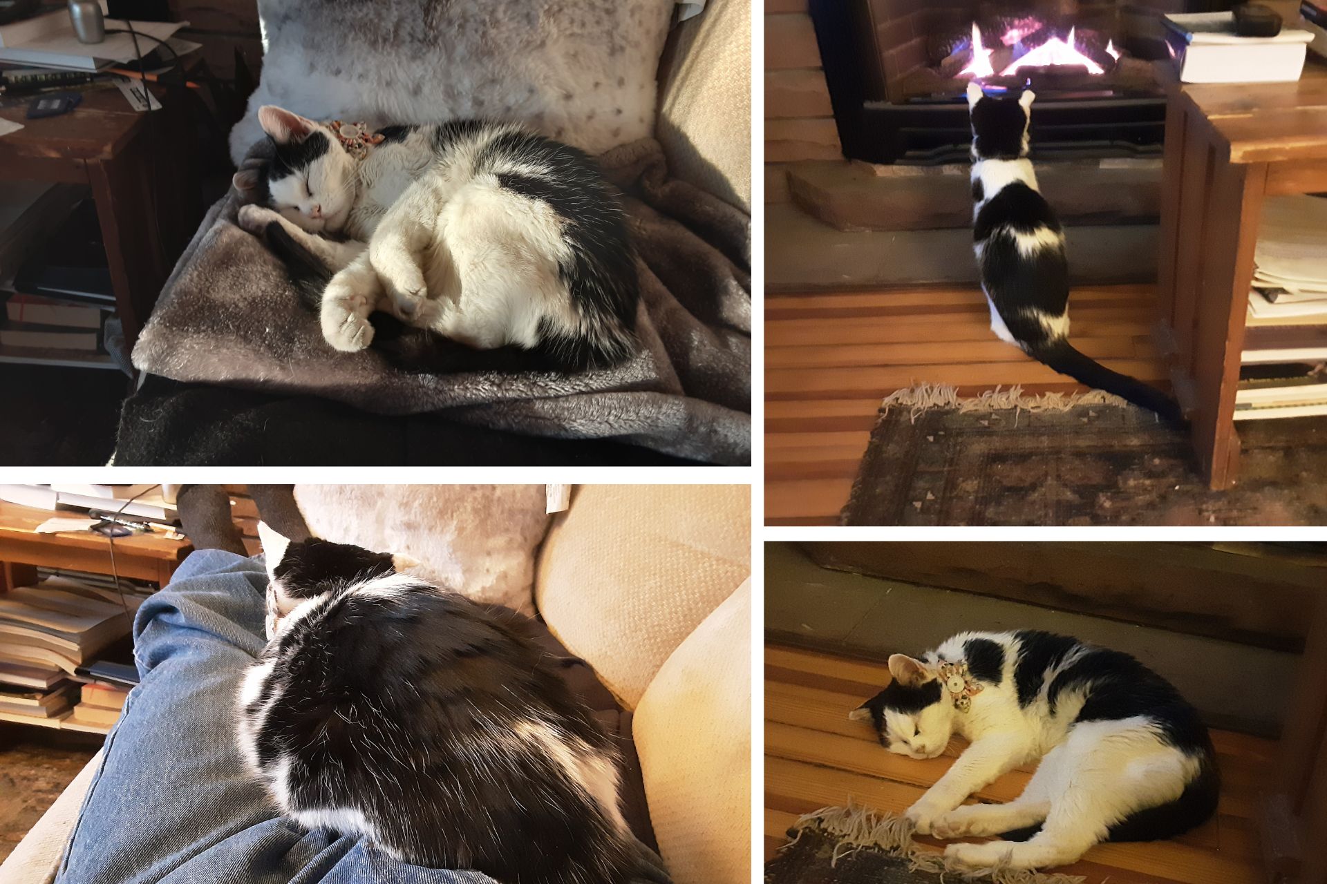 a four-photo collage of a black and white cat