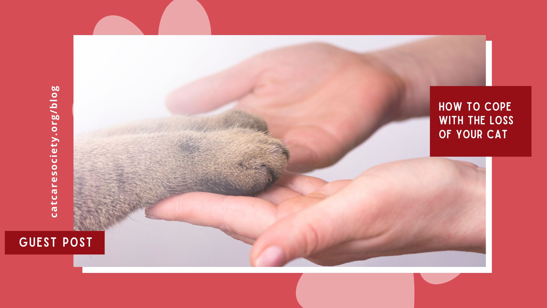 a cat paw touches a person's hand