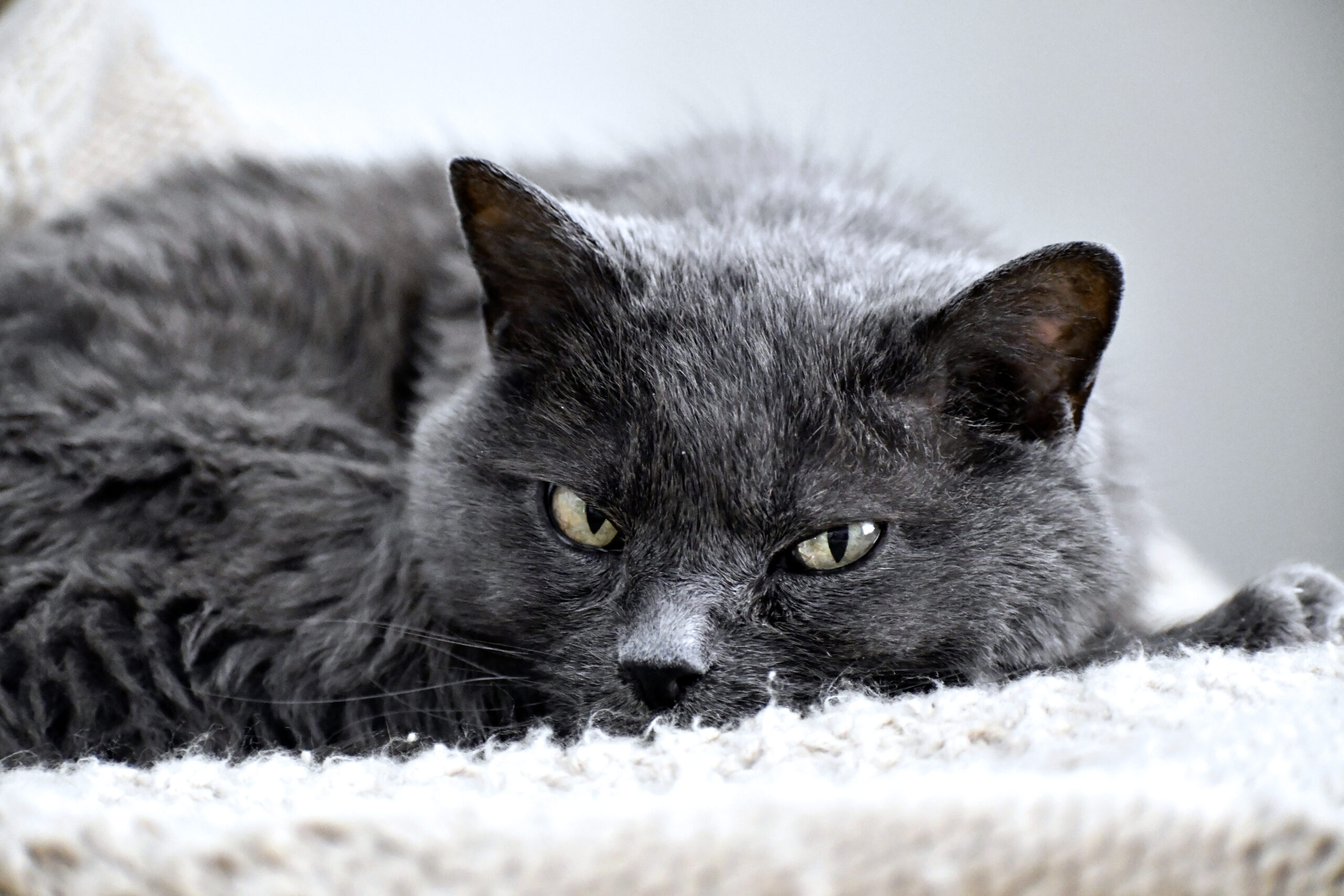gray cat in pet bed