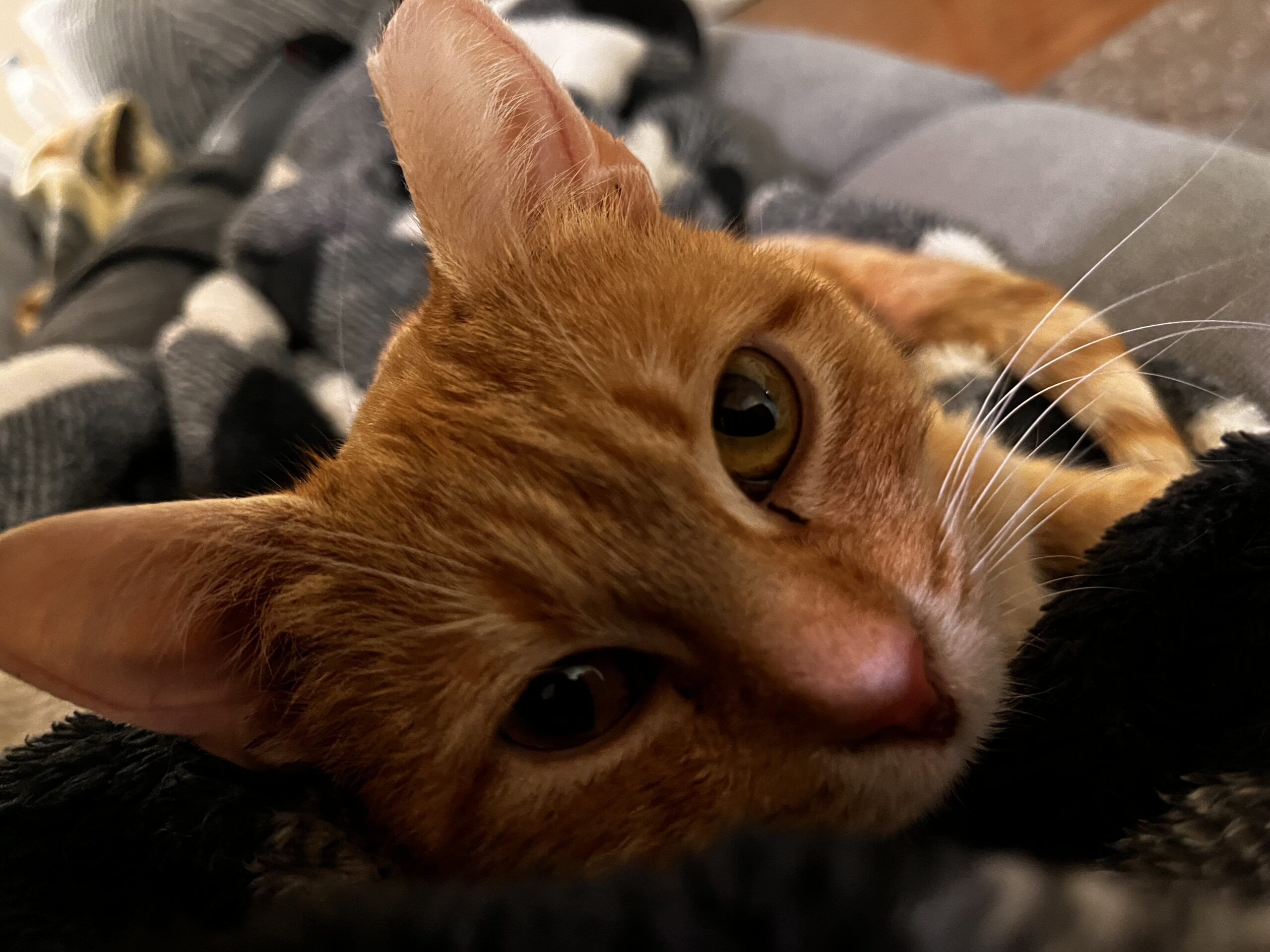 orange cat