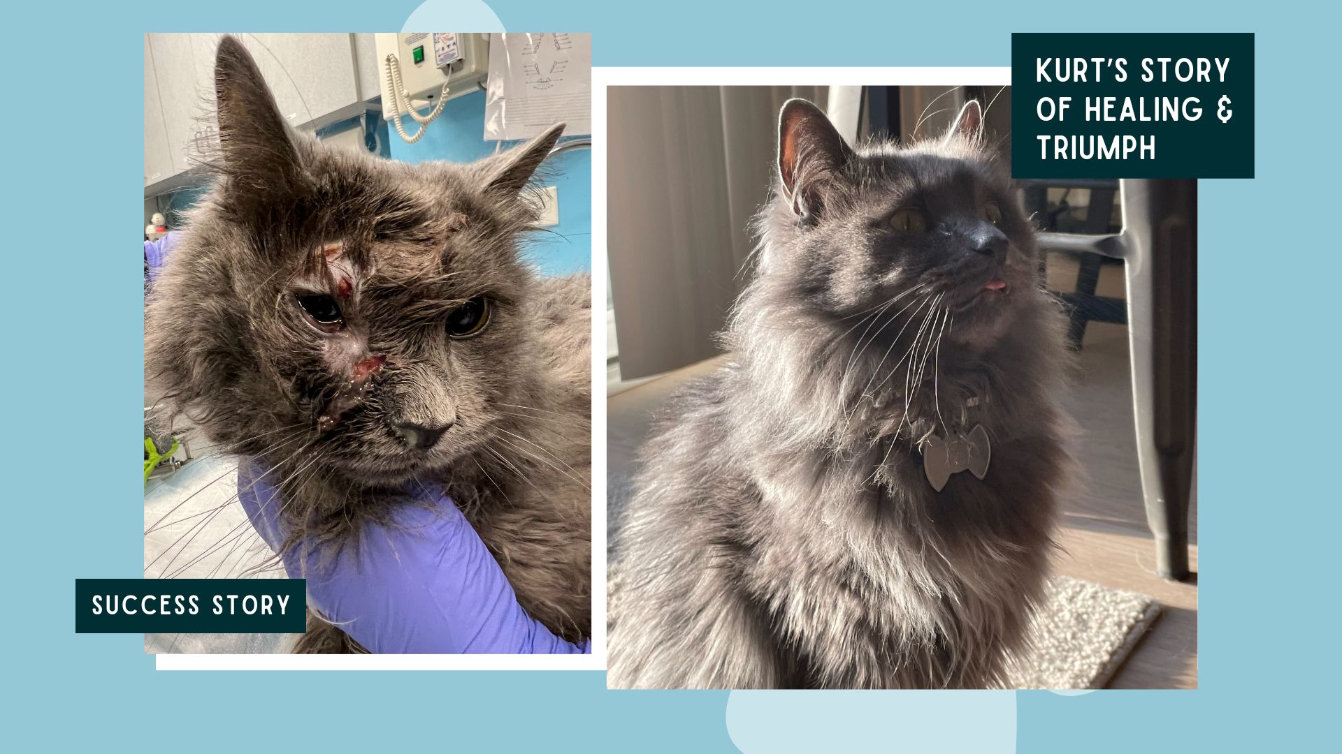 collage of a gray cat