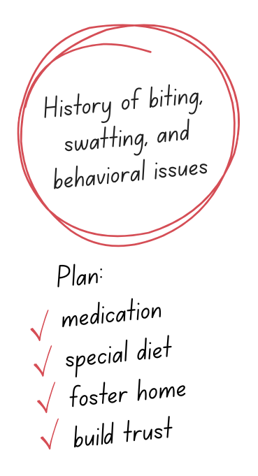 written notes on Maggie's chart show a history of biting, swatting and behavioral issues, and a plan for medication, special diet, foster home, and building trust