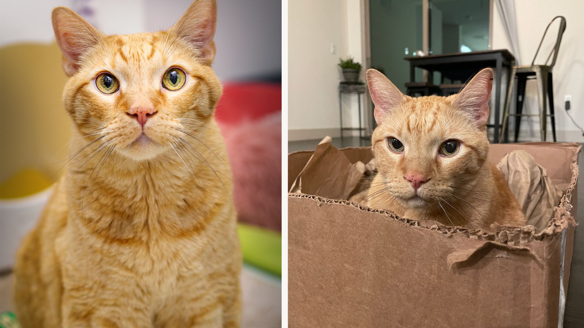 An orange cat