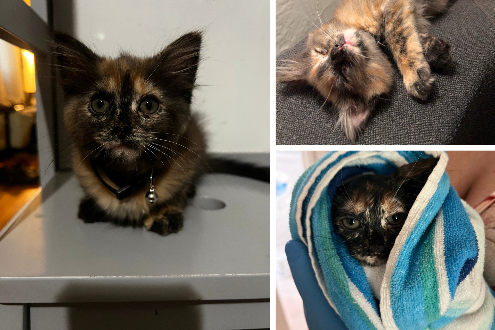 collage of tricolor kitten