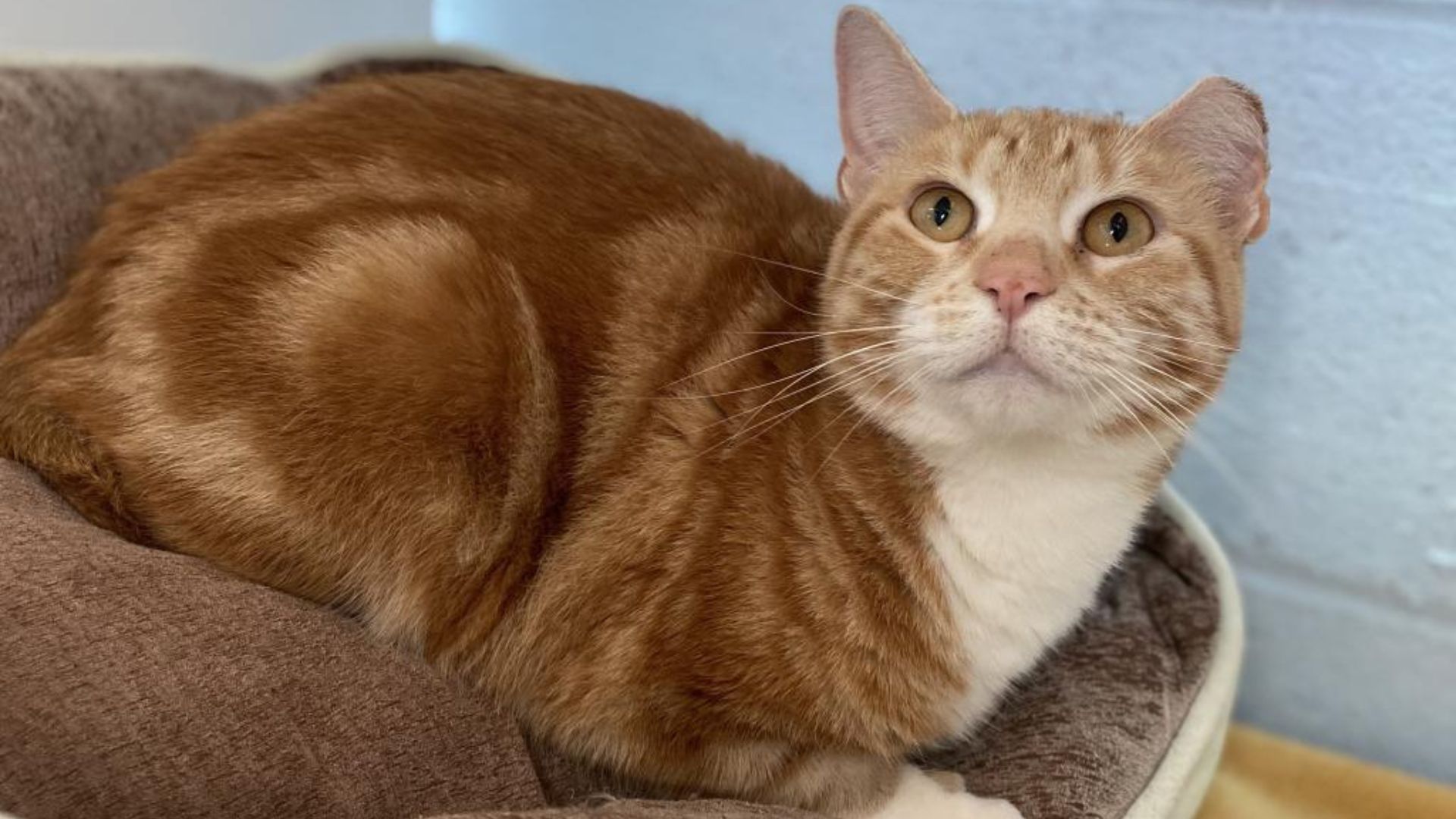 An orange cat lays in a bed
