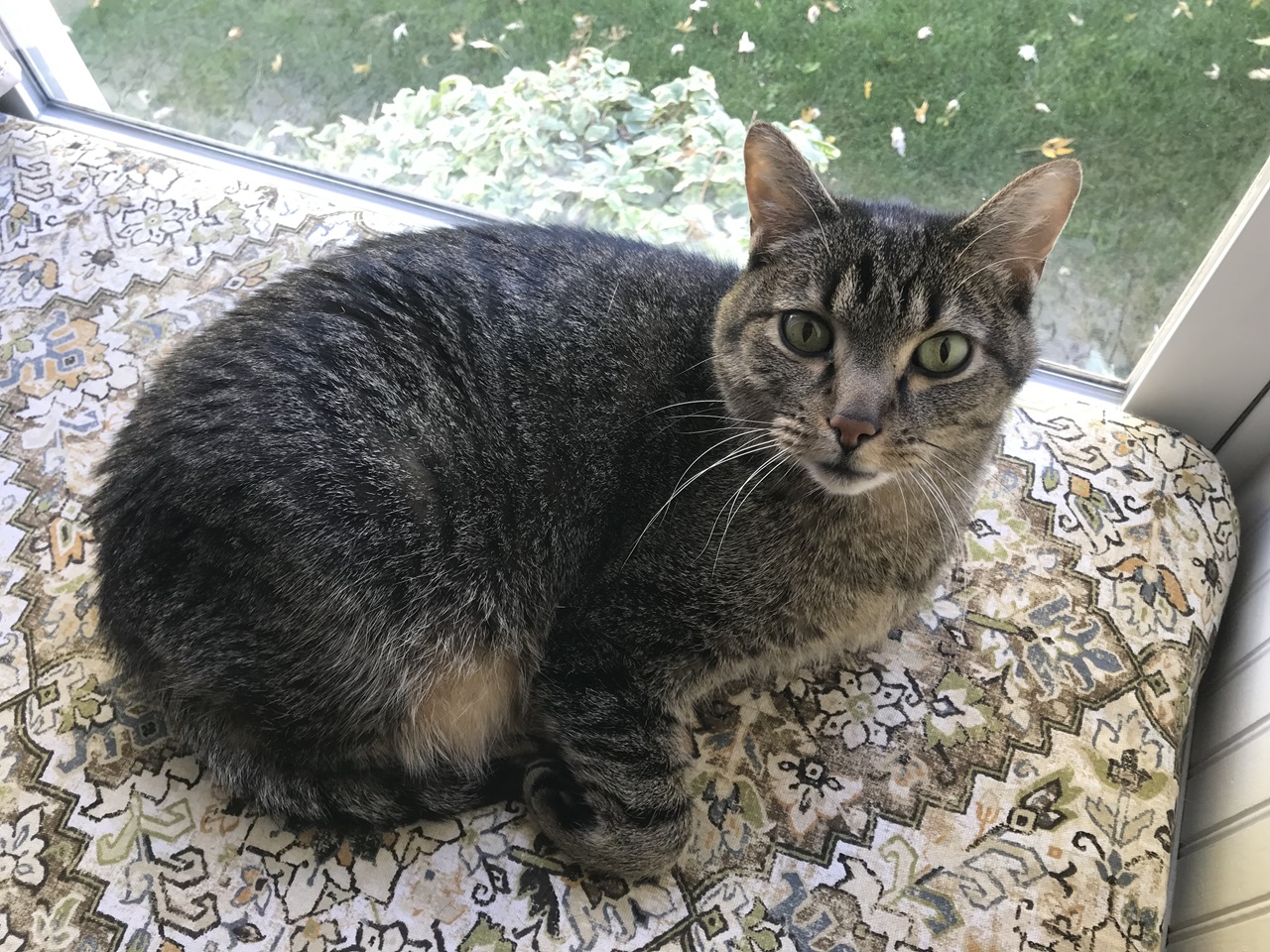a tabby cat lays in a windowsill