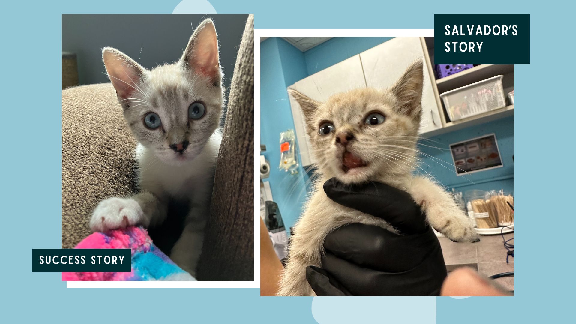 two photos of a siamese kitten