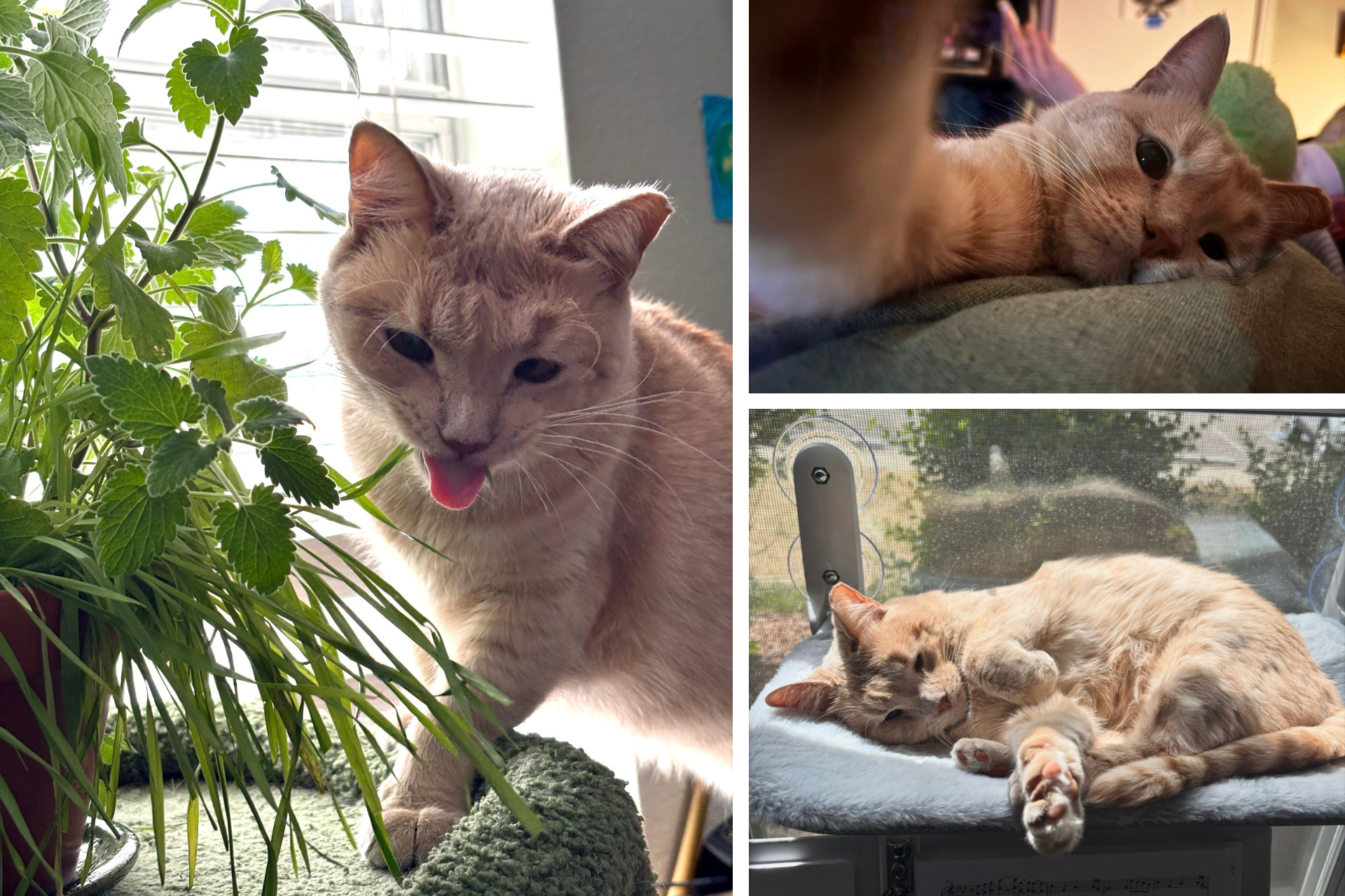 collage or orange cat