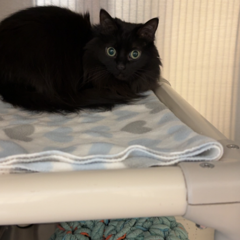 black cat on blanket