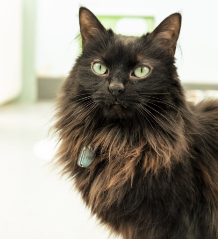 black cat in hallway
