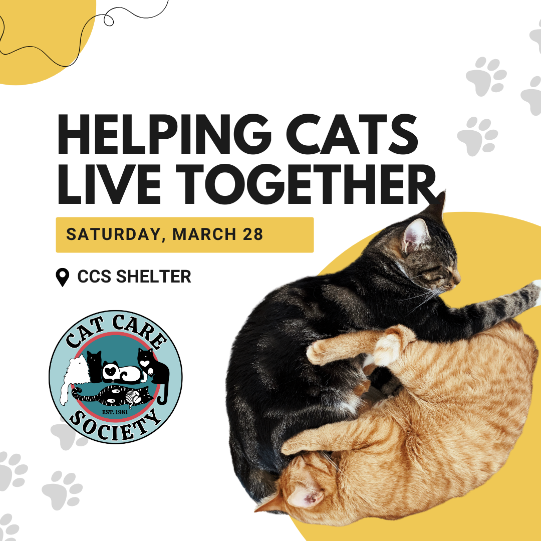 Free Seminar: Helping Cats Live Together - March 28, 2026 - square graphic