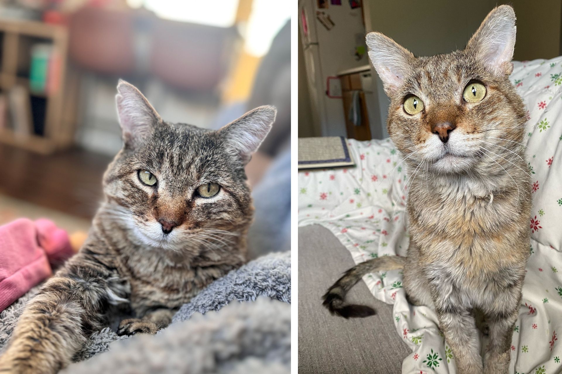 a tabby cat sits in his new home