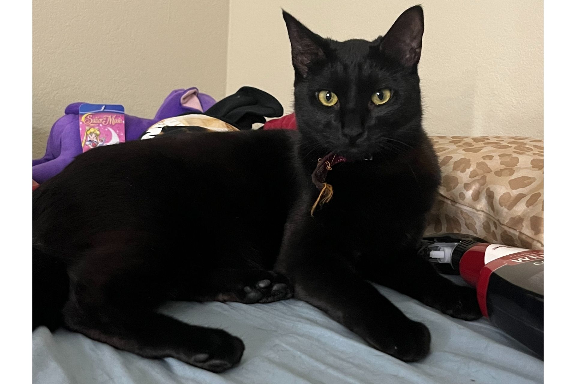 a black cat