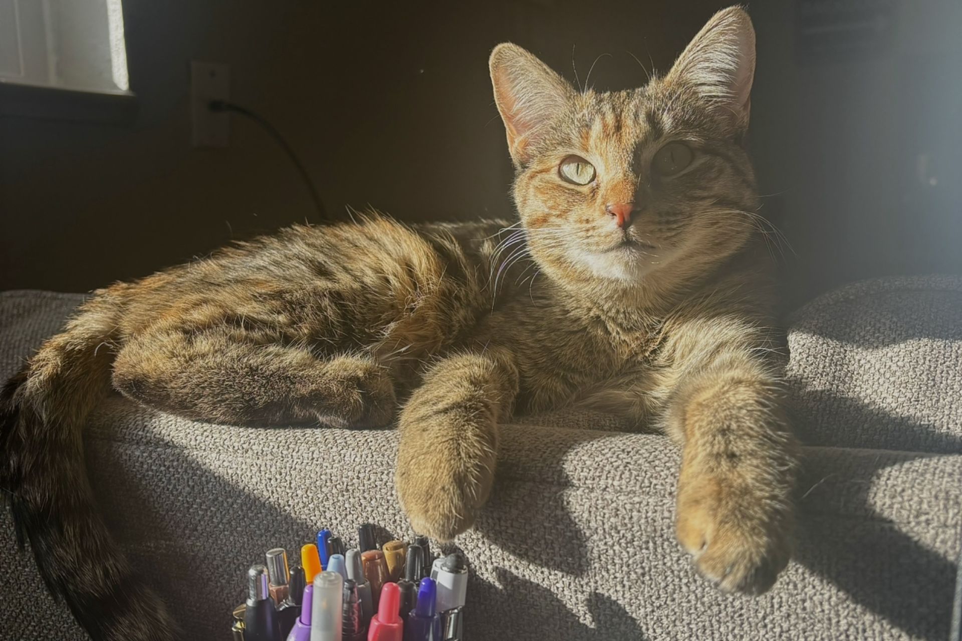 A tabby cat lays on the back of a tan couch