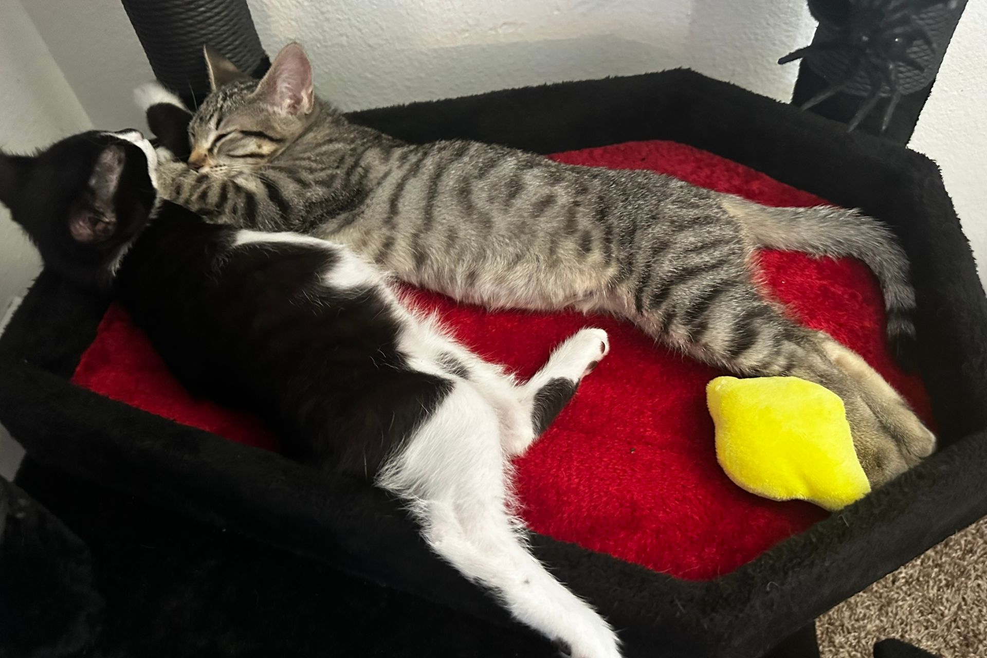 A tabby and a black and white kitten lay together