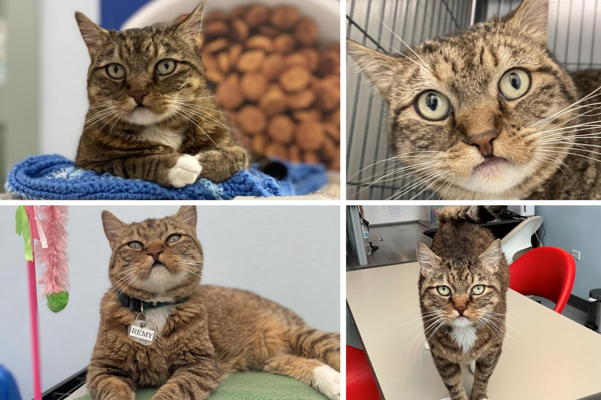 A photo collage of a tabby cat