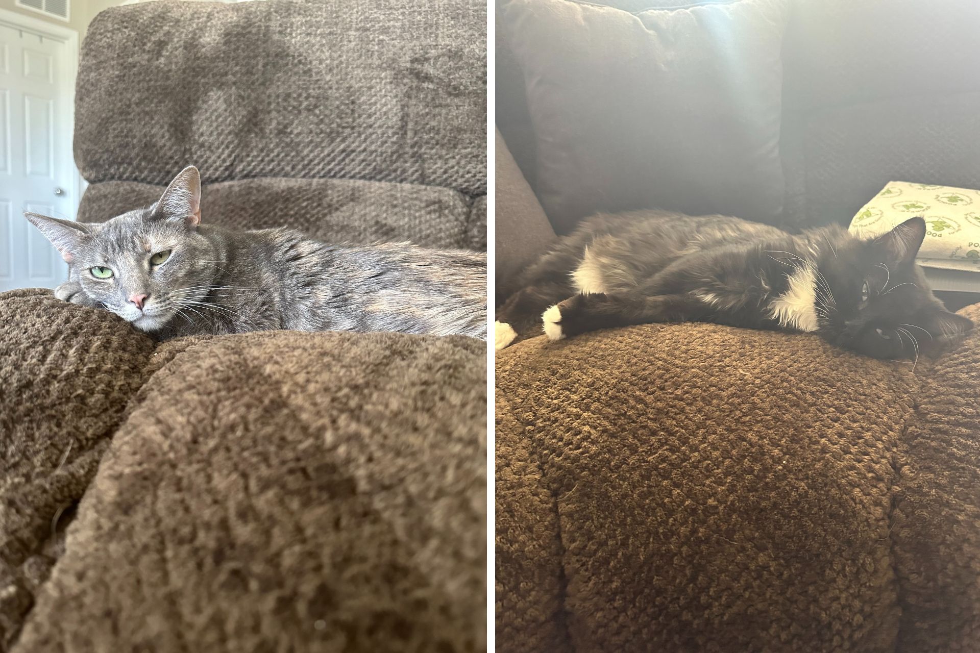 a gray tabby and a black and white cat lay on a brown chair