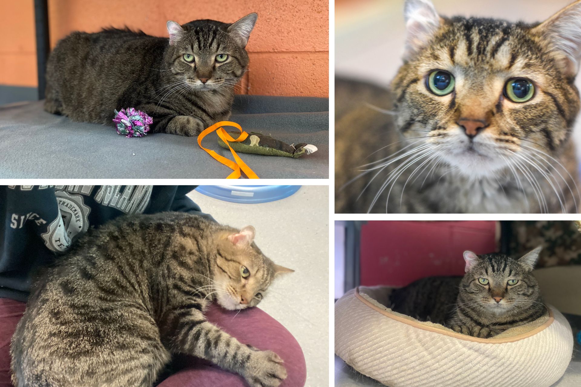 a photo collage of a tabby cat